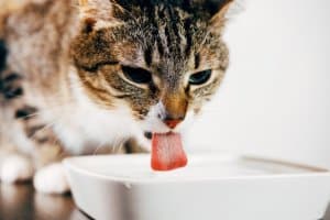 disidratazione da diarrea nel gatto