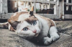 emergenze comuni nei gatti adulti sintomi e rimedi