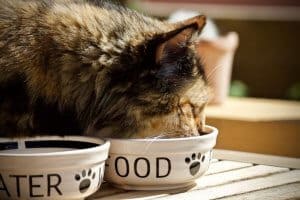 gatto-alimentazione-diarrea