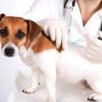 vaccinazione cane
