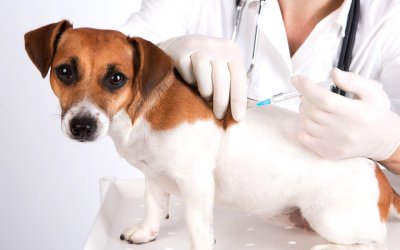Quello che c’è da sapere sulle Vaccinazioni del Cane