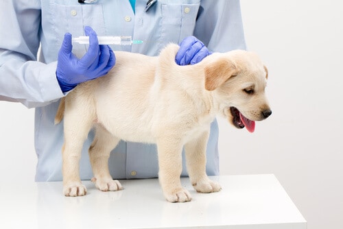 vaccinazione cane cucciolo