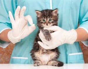 visita dal veterinario - diarrea nel gatto