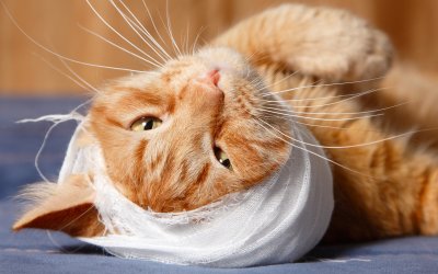 Trattare le ferite del gatto: primo soccorso