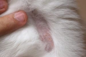 dermatofitosi - tigna gatto