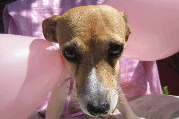 crisi-epilettiche-cane-che-trema