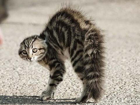 gatto-che-si-gonfia-impaurito