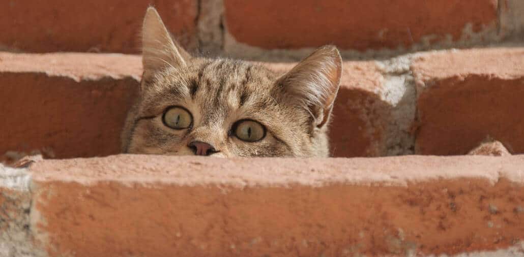 gatto-spaventato-randagio-come-comportarsi