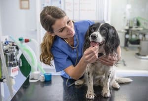terapia-dermatite-da-malassezia-cane-gatto
