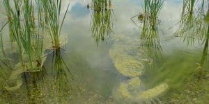 Criptosporidiosi (Cryptosporidium)