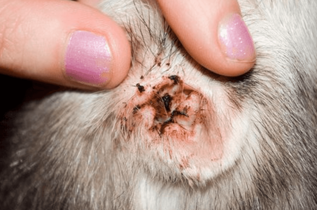Acari delle orecchie del gatto: sintomi, cure e contagio