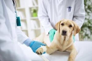 diagnosi anemia cane veterinario