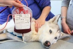 anmeia cane trasfuzione sangue per emoglobbina