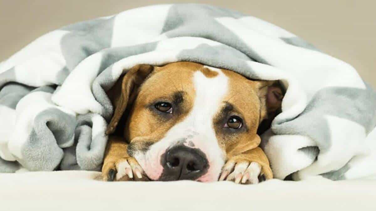 cane anemico alimentazione