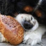 cane e pane