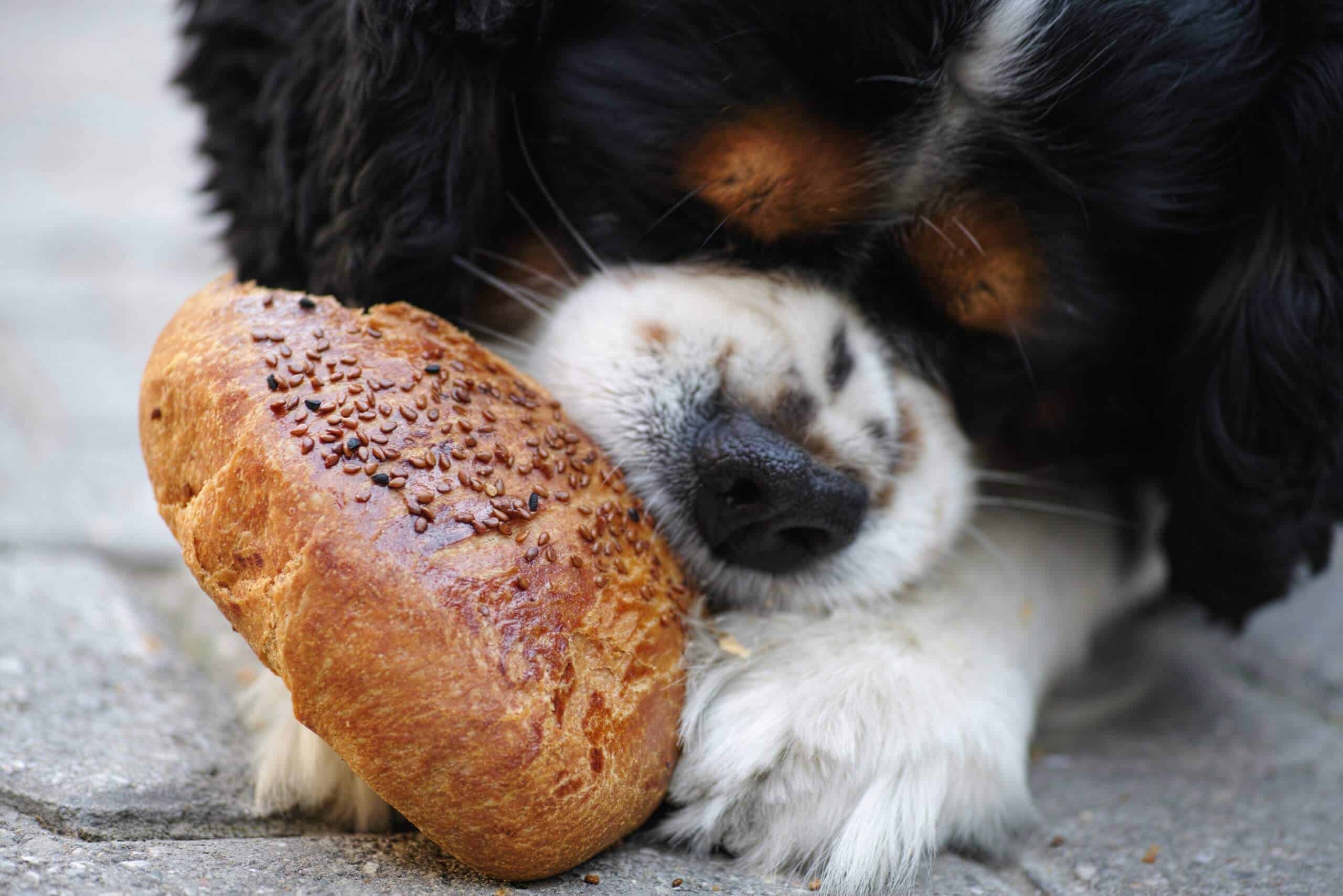cane e pane