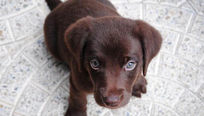 eta cane per sterilizzazione castrazione