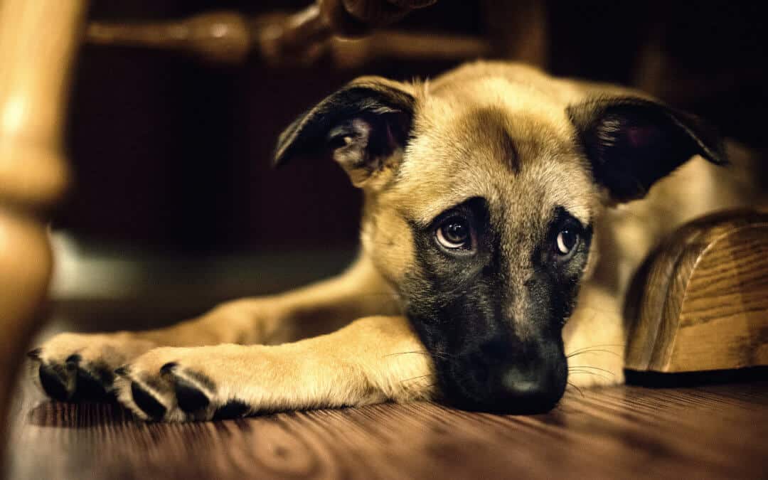 Quando Sopprimere Un Cane Con Insufficienza Renale