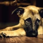 insufficienza renale cane