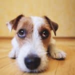 insufficienza renale cronica cane