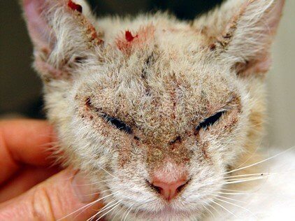 Acari delle orecchie del gatto: sintomi, cure e contagio