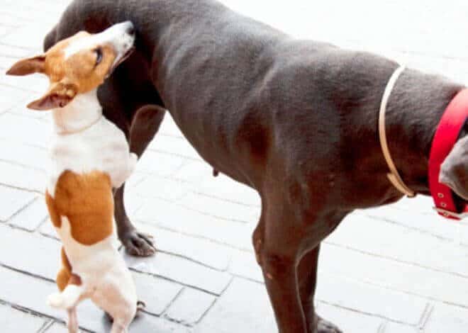 vantaggi castrazione cane maschio