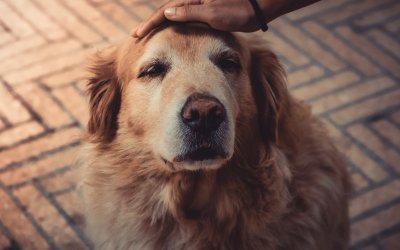 Quando il cane sta per morire: come riconoscere i comportamenti