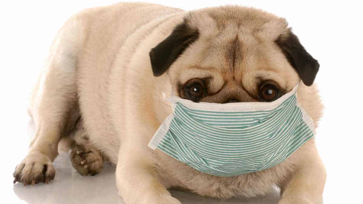 coronavirus cane e gatto