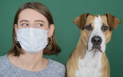 come riparare linfezione del lievito dellorecchio del cane