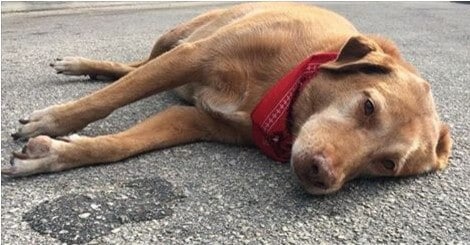 pronto soccorso veterinario cane difficoltà respiratiorie