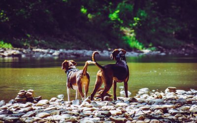 Leptospirosi nel cane: cause sintomi, cura e trattamenti