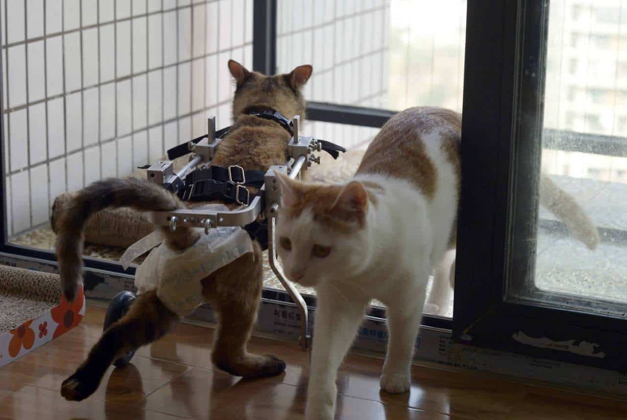 disabilità nei gatti