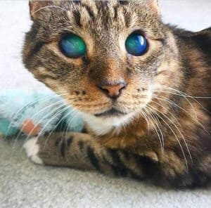gatto cieco con occhi aperti