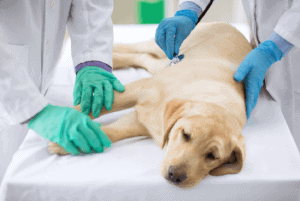 cura e trattamento insufficienza renale cane
