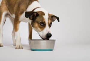 insufficienza renale cane disidratazione