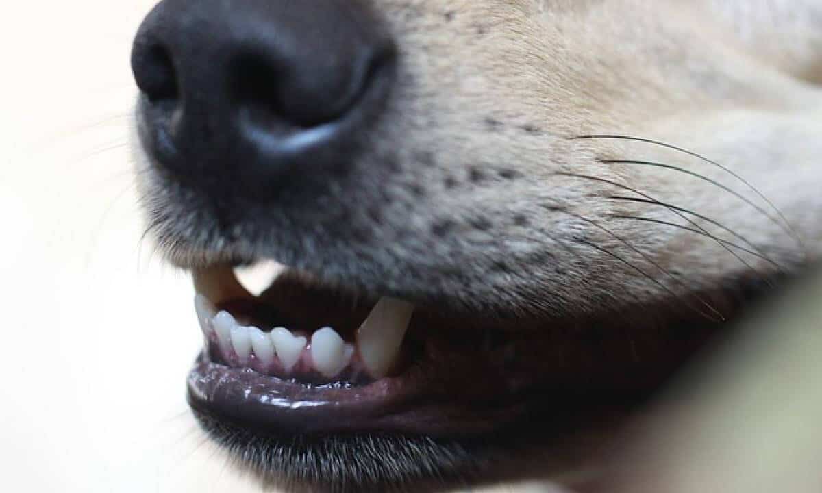 perche cane starnuto