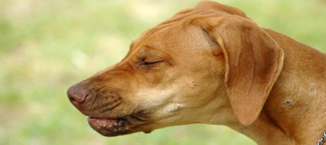 starnuto cane sintomi