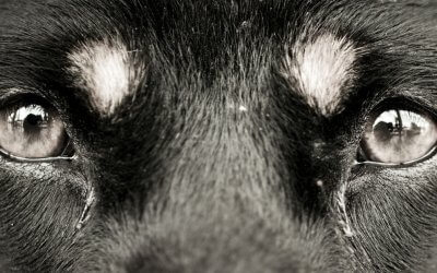 Quali sono i problemi agli occhi più comuni nei cani, e cosa fare per prevenirli?