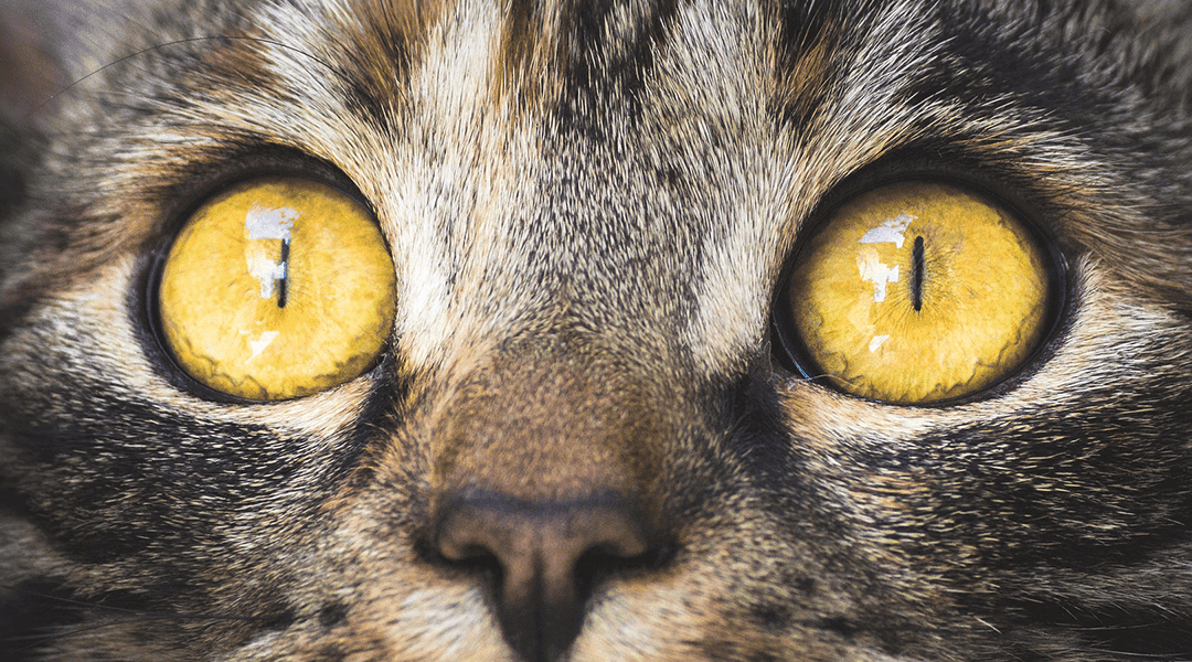 Quali sono i problemi più comuni agli occhi dei gatti, e cosa fare per prevenirli?