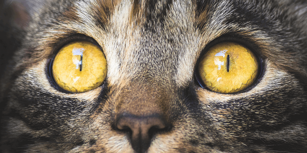 Lacrimazione e problemi comuni all'occhio del gatto: come curarli