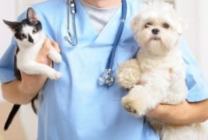 Il Cimurro Nel Cane E Gatto Cura Cause E Sintomi DoctorVet
