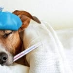 febbre-cane-cura-prevenzione