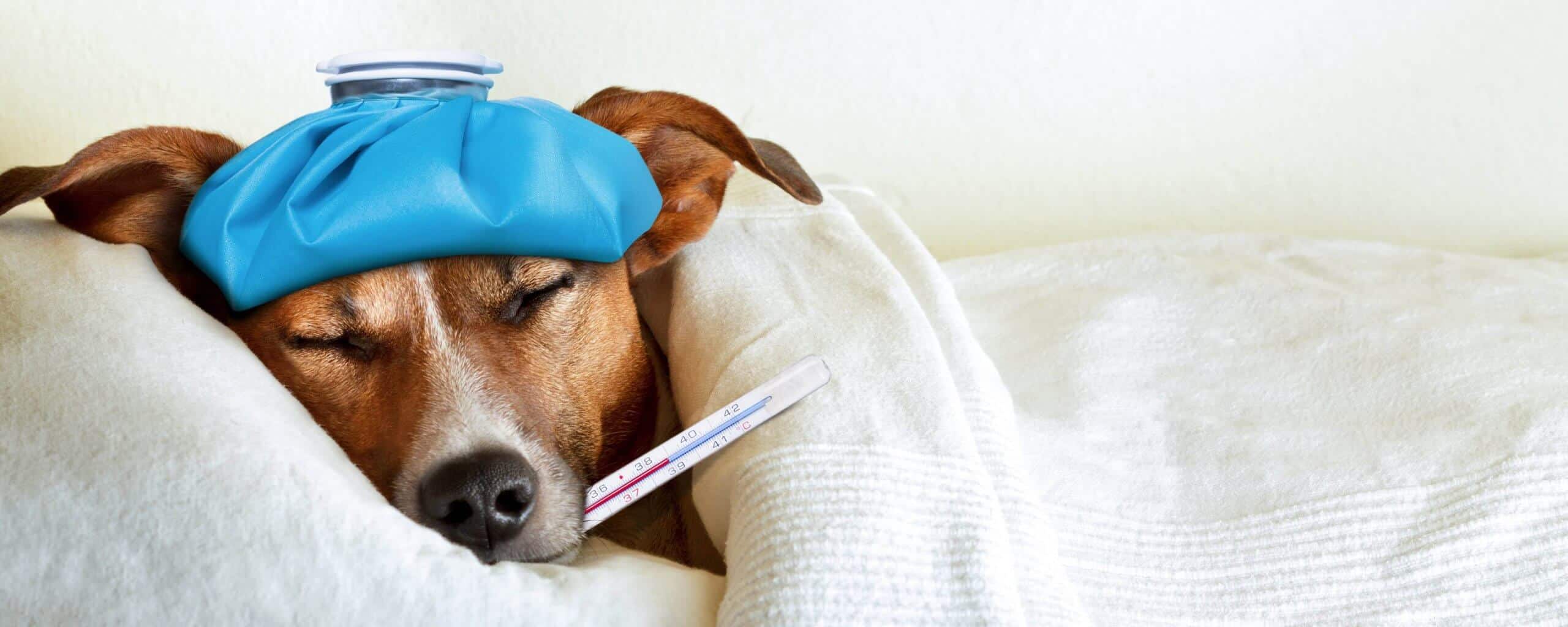 febbre-cane-cura-prevenzione