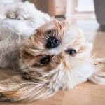 Leishmaniosi del cane cause, sintomi e come si cura