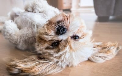 Leishmaniosi del cane: cause, sintomi, trattamento e prevenzione