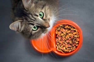 alimentazione-gatto-con-gastroenterite