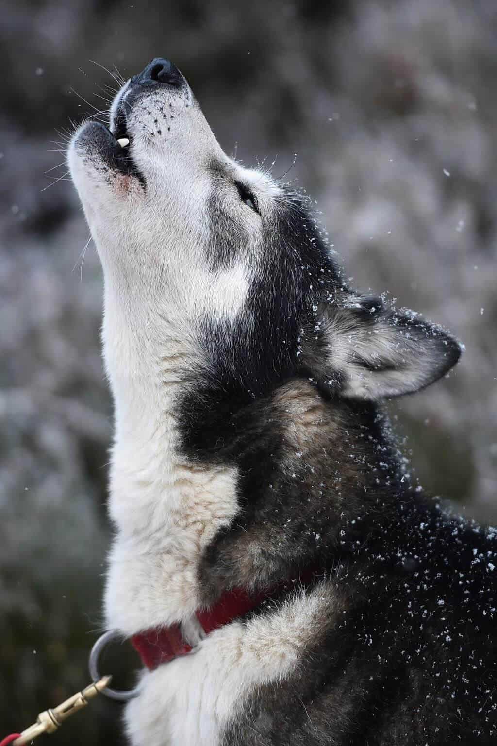 cane-che-ulula-presenza-territoriale