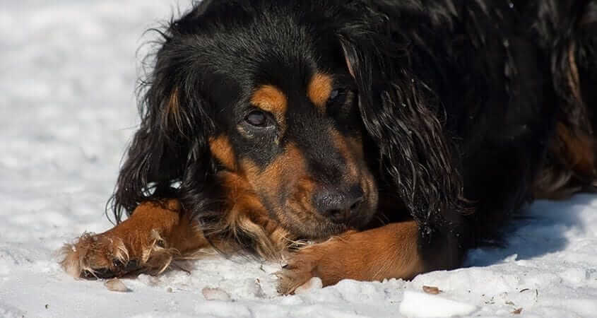 cane-lecca-le-zampe-causa-freddo