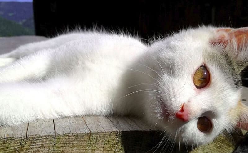 cause-gastroenterite-nel-gatto