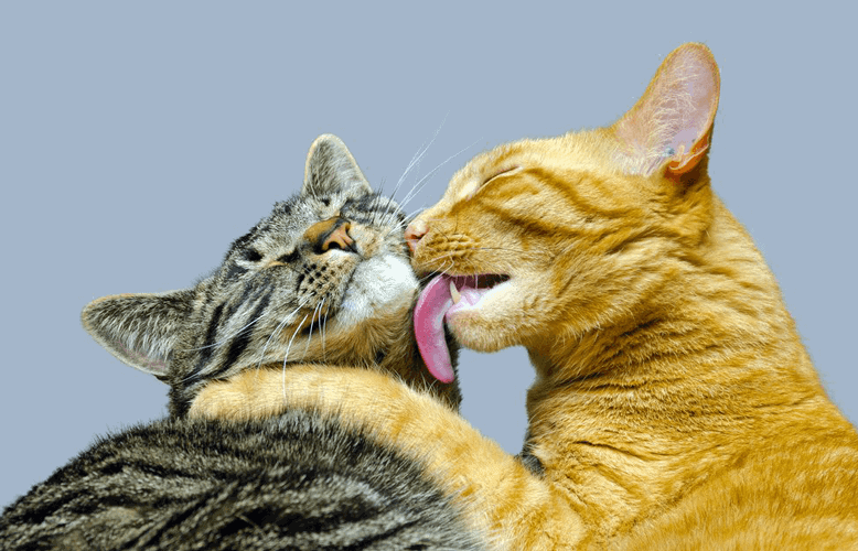 come-si-trasmette-la-gastroenterite